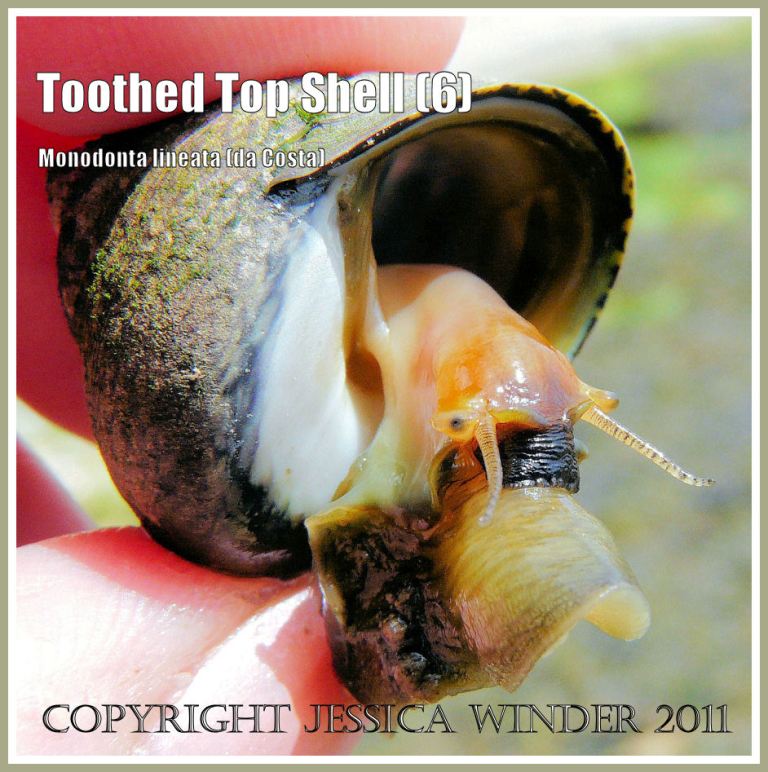 P1090875aBlog6 Toothed Top Shell, Monodonta lineata (da Costa), the living animal, from Ringstead Bay, Dorset, UK - part of the Jurassic Coast (6) Toothed Top Shell, Monodonta lineata (da Costa), the living animal, from Ringstead Bay, Dorset, UK - part of the Jurassic Coast (6)