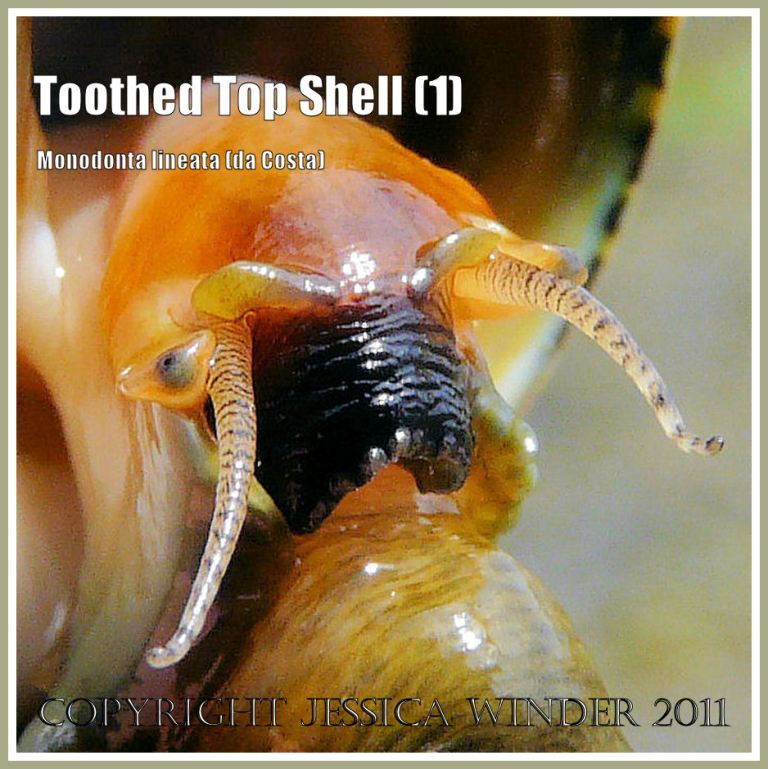 P1090879bBlog1 Toothed Top Shell, Monodonta lineata (da Costa), the animal emerging from its shell, from Ringstead Bay, Dorset, UK - part of the Jurassic Coast (1) Toothed Top Shell, Monodonta lineata (da Costa), the animal emerging from its shell, from Ringstead Bay, Dorset, UK - part of the Jurassic Coast (1)