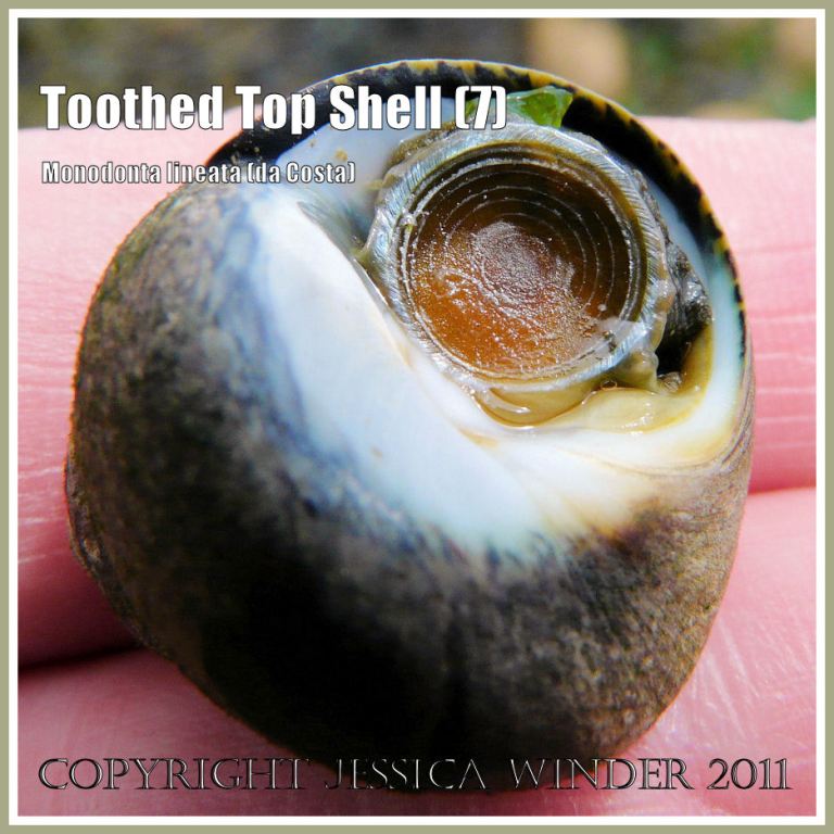 P1090886aBlog7 Toothed Top Shell, Monodonta lineata (da Costa), showing the living animal withdrawn into the shell and the operculum with its pattern of concentric circles, from Ringstead Bay, Dorset, UK - part of the Jurassic Coast (7) Toothed Top Shell, Monodonta lineata (da Costa), showing the living animal withdrawn into the shell and the operculum with its pattern of concentric circles, from Ringstead Bay, Dorset, UK - part of the Jurassic Coast (7)