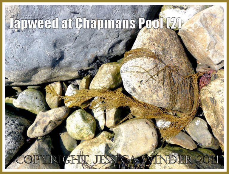 Frond of Japweed, Sargassum muticum (Yendo) Fensholt, washed up on rocks at Chapmans Pool, Dorset, UK - part of the Jurassic Coast.