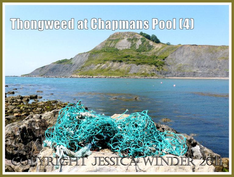 P1100231aBlog4 View of Thongweed and Japweed growing in deeper water of the lower shore (visible as an offshore brown 'slick' in the sea) at Chapmans Pool, Dorset, UK - part of the Jurassic Coast (4) Floating seaweed at Chapmans Pool: View of Thongweed and Japweed growing in deeper water of the lower shore (visible as an offshore brown 'slick' in the sea) at Chapmans Pool, Dorset, UK - part of the Jurassic Coast (4)