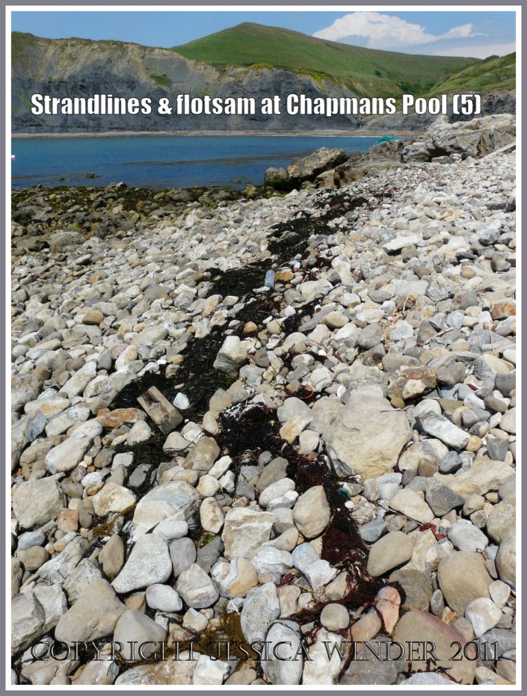 P1100239aBlog5 Single narrow strandline of mostly dried brown seaweed on the outer arm of the boulder beach at Chapmans Pool, Dorset, UK - part of the Jurassic Coast (5) Chapmans Pool strandlines: Single narrow strandline of mostly dried brown seaweed on the outer arm of the boulder beach at Chapmans Pool, Dorset, UK - part of the Jurassic Coast (5)