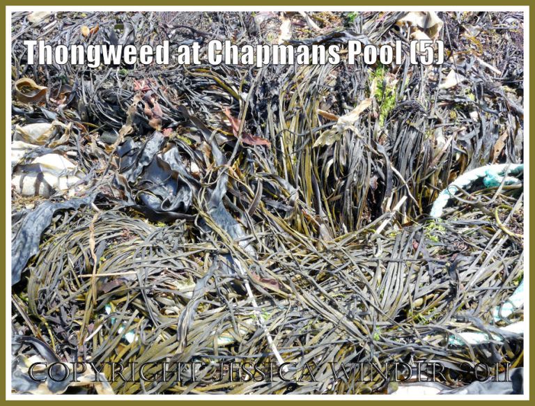 P1100245aBlog5 Mass of Thongweed drying out on the strandline of the boulder shore in the southeast of Chapmans Pool, Dorset, UK - part of Jurassic Coast (5) Thongweed at Chapmans Pool: Mass of Thongweed drying out on the strandline of the boulder shore in the southeast of Chapmans Pool, Dorset, UK - part of Jurassic Coast (5)