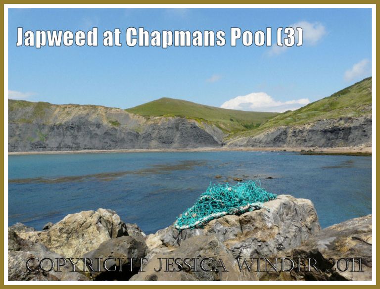Japweed growing in the sea at Chapmans Pool: Brown patches beneath the surface of the water showing growing beds of Japweed and Thongweed at Chapmans Pool, Dorset, UK - part of the Jurassic Coast (3)