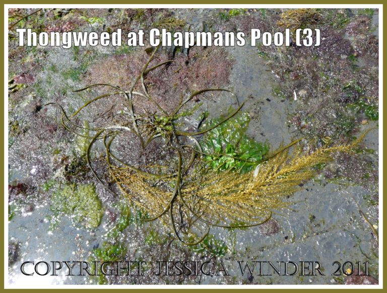 P1100270aBlog3 Long narrow straps of Thongweed with Japweed and other algae stranded on a rock platform at Chapmans Pool, Dorset, UK - part of the Jurassic Coast (3) Seaweeds at Chapmans Pool: Long narrow straps of Thongweed with Japweed and other algae stranded on a rock platform at Chapmans Pool, Dorset, UK - part of the Jurassic Coast (3)