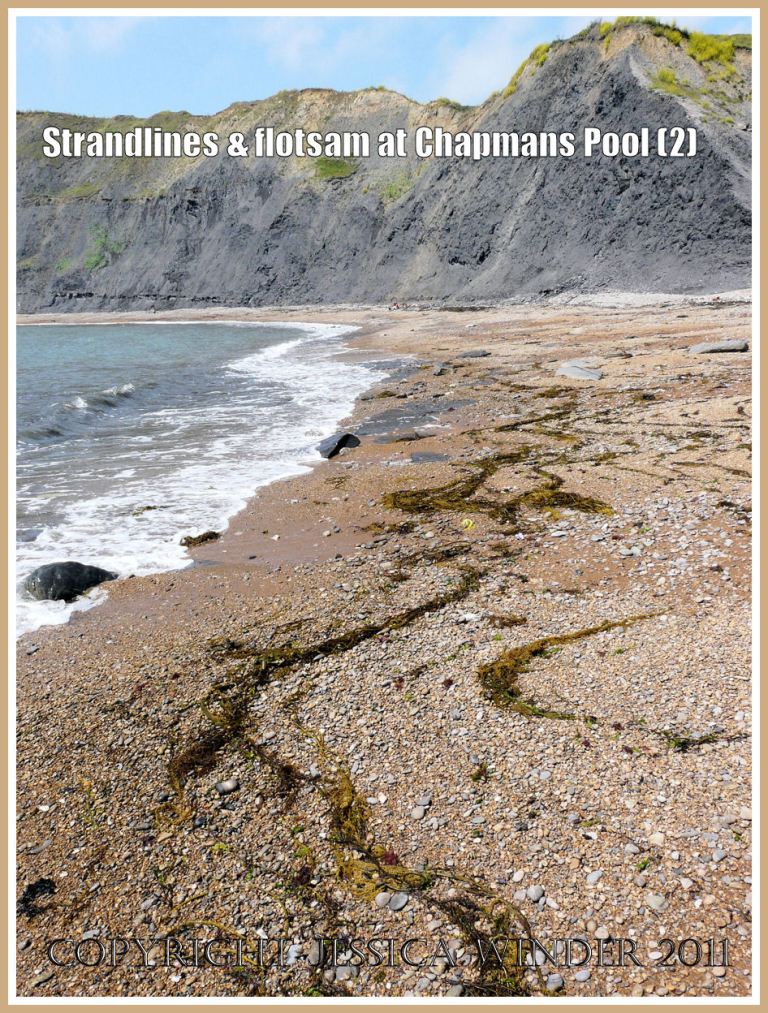 P1100295aBlog2 Sinuous lines of stranded green seaweed on the shingle of the east side of Chapmans Pool, Dorset, UK - part of the Jurassic Coast (2) Chapmans Pool strandlines: Sinuous lines of stranded green seaweed on the shingle of the east side of Chapmans Pool, Dorset, UK - part of the Jurassic Coast.