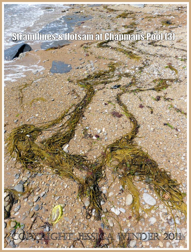 P1100299aBlog3 Winding strands of Japweed and Thong Weed on the eastern shore of Chapmans Pool, Dorset, UK - part of the Jurassic Coast (3) Chapmans Pool strandlines: Winding strands of Japweed and Thong Weed on the eastern shore of Chapmans Pool, Dorset, UK - part of the Jurassic Coast (3)