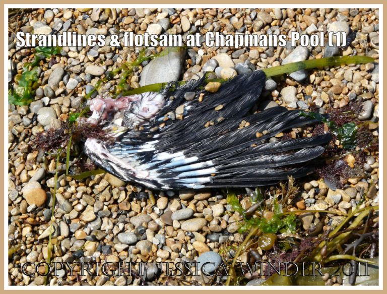 P1100302aBlog1 Bird's wing on the strandline at Chapmans Pool, Dorset, UK - part of the Jurassic Coast (1) Strandline flotsam at Chapmans pool: Bird's wing on the strandline at Chapmans Pool, Dorset, UK - part of the Jurassic Coast (1)