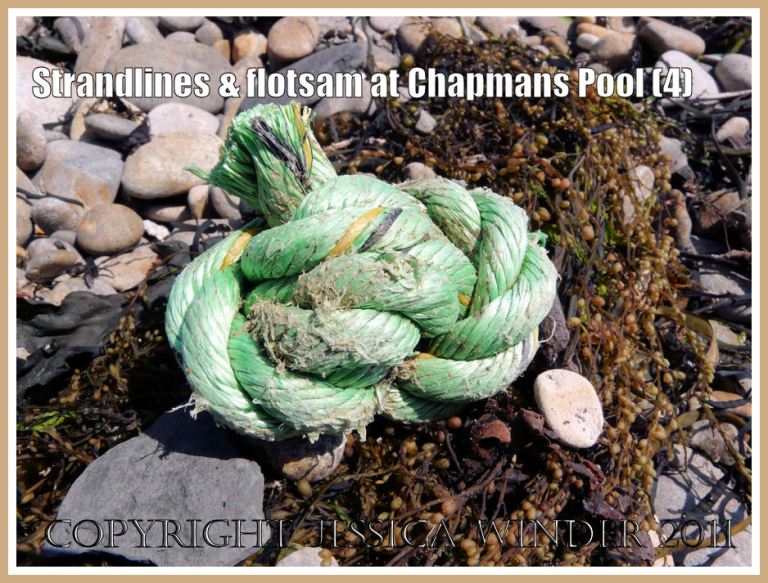 P1100312aBlog4 Green and yellow rope knot with Japweed on the eastern strandline at Chapmans Pool, Dorset, UK - part of the Jurassic Coast (4) Chapmans Pool strandline with flotsam; Green and yellow rope knot with Japweed on the eastern strandline at Chapmans Pool, Dorset, UK - part of the Jurassic Coast (4)
