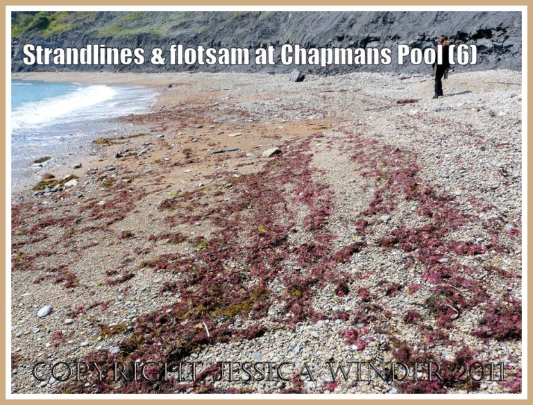 P1100318aBlog6 Red seaweeds spread out on the strandline in the north west corner of Chapmans Pool. Dorset, UK - part of the Jurassic Coast (6) Chapmans Pool red seaweeds: Red seaweeds spread out on the strandline in the north west corner of Chapmans Pool. Dorset, UK - part of the Jurassic Coast (6)