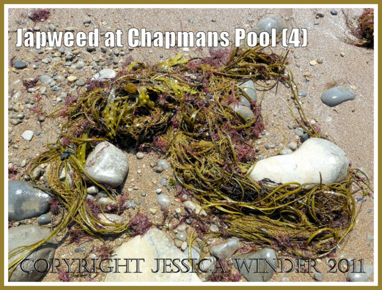 Fronds of Japweed, Sargassum muticum (Yendo) Fensholt, and other seaweeds washed up on the beach at Chapmans Pool, Dorset, UK - part of the Jurassic Coast (4)