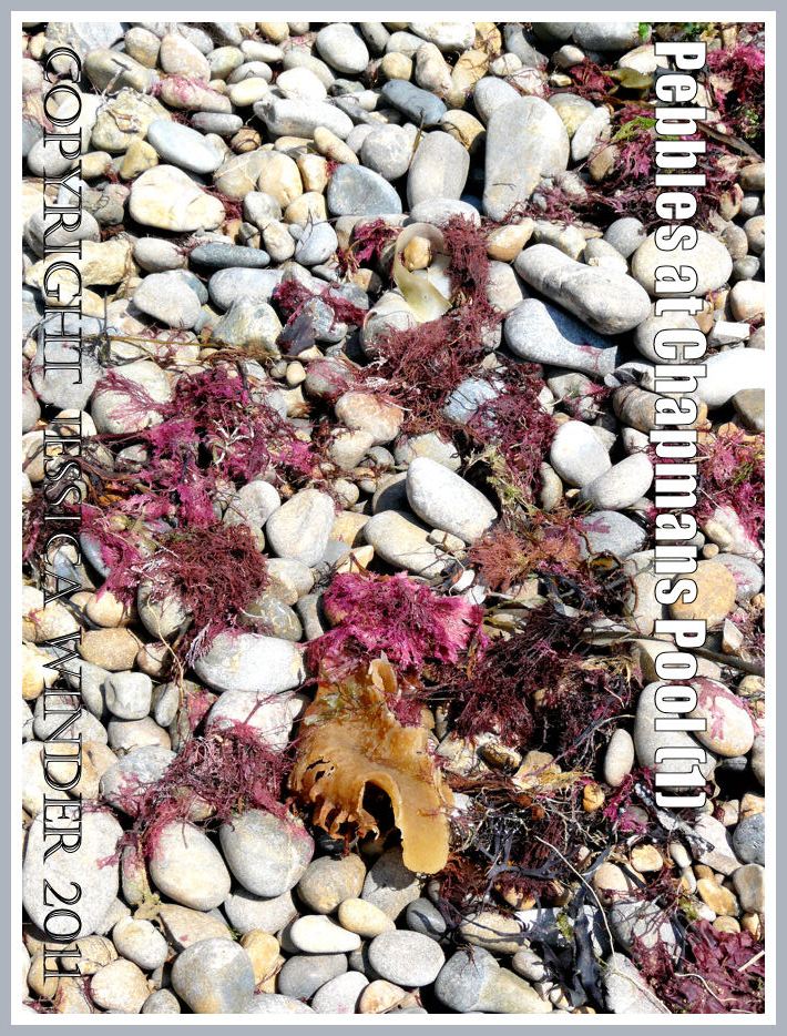 Pebbles at Chapmans Pool: Pebbles with red seaweed from Chapmans Pool, Dorset, UK - part of the Jurassic Coast (1)