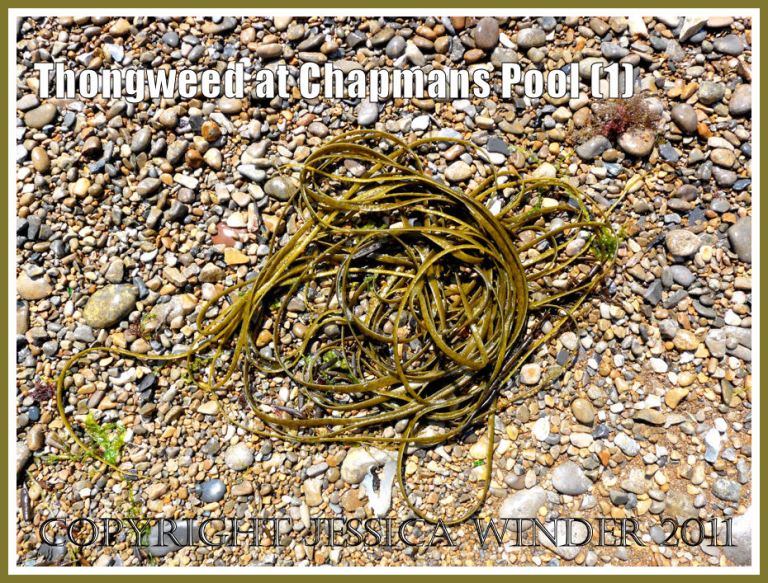 P1100355aBlog1 Thongweed, Himanthalia elongata (Linnaeus) Gray, on the shingle at Chapmans Pool, Dorset, UK - part of the Jurassic Coast (1) Chapmans Pool seaweeds: Thongweed, Himanthalia elongata (Linnaeus) Gray, on the shingle at Chapmans Pool, Dorset, UK - part of the Jurassic Coast (1)