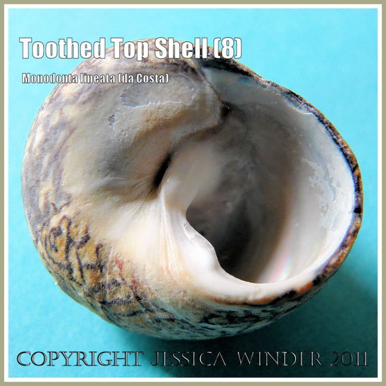 P1100673aBlog8 Toothed Top Shell, Monodonta lineata (da Costa), showing the 'tooth' (bordering the inner edge of the aperture) from which it is named. Ringstead Bay, Dorset, UK - part of the Jurassic Coast (8) Toothed Top Shell, Monodonta lineata (da Costa), showing the 'tooth' (bordering the inner edge of the aperture) from which it is named. Ringstead Bay, Dorset, UK - part of the Jurassic Coast (8)