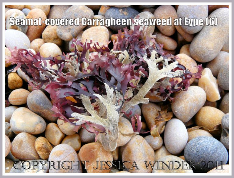 More dried red Chondrus crispus seaweed coated with white, lacey colonial Electra pilosa seamat on the pebble beach at Eype, Dorset, UK - part of the Jurassic Coast (6)