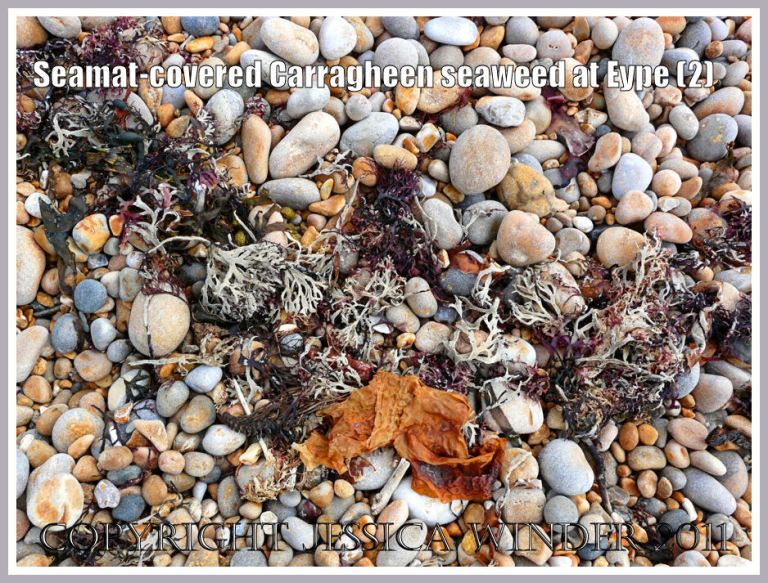 Seaweed on the strandline: A strandline of dried Irish Moss or Carragheen seaweed covered with seamat on the shingle beach at Eype, Dorset, UK - part of the Jurassic Coast (2) 