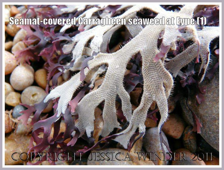White sea mat on pink seaweed: The Bryozoan sea-mat Electra pilosa on dry Irish Moss or Carragheen seaweed (Chondrus crispus) on the strandline at Eype, Dorset, UK - part of the Jurassic Coast (1)