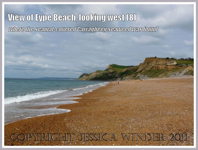Eype Beach view: The view looking westwards along the shingle beach at Eype, Dorset, UK - part of the Jurassic Coast (8)