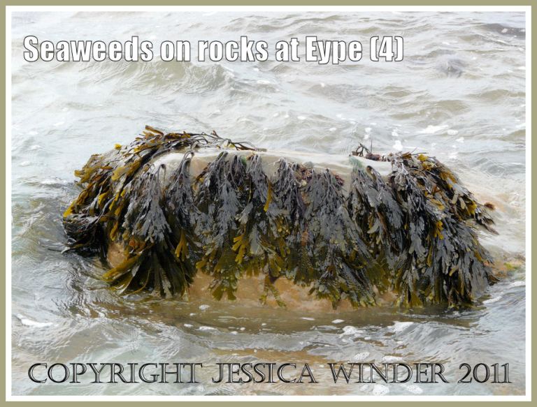 Living Toothed Wrack (Fucus serratus Linnaeus): A rock in the water festooned with bunches of Toothed Wrack at Eype, Dorset, UK - part of the Jurassic Coast (4)