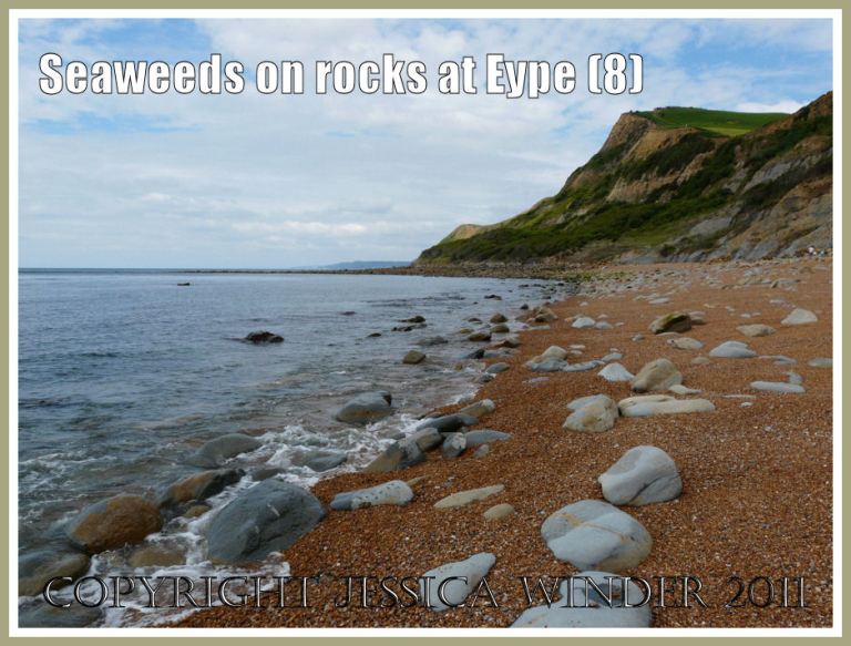 The beach at Eype: A view looking west towards the rocky end of the beach at Eype, Dorset, UK - part of the Jurassic Coast - showing boulders amongst the shingle and in the shallow sea at the water's edge (8)