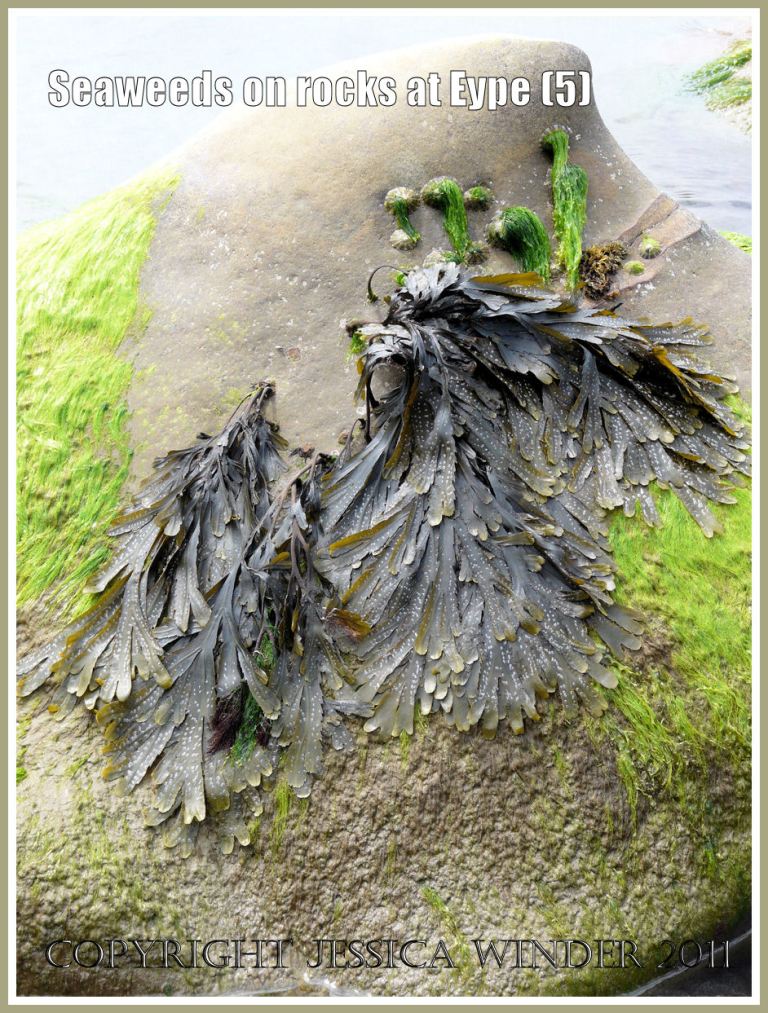 Seaweeds on the Dorset coast: Toothed Wrack and Gutweed on a pointed water-worn rock at Eype, Dorset, UK - part of the Jurassic Coast (5)
