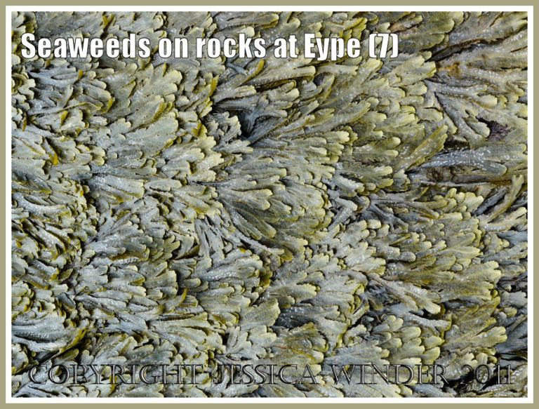 Seaweed natural pattern: Detail of Toothed Wrack (Fucus serratus) naturally arranged in over-lapping layers on an intertidal rock at Eype, Dorset, UK - part of the Jurassic Coast (7)