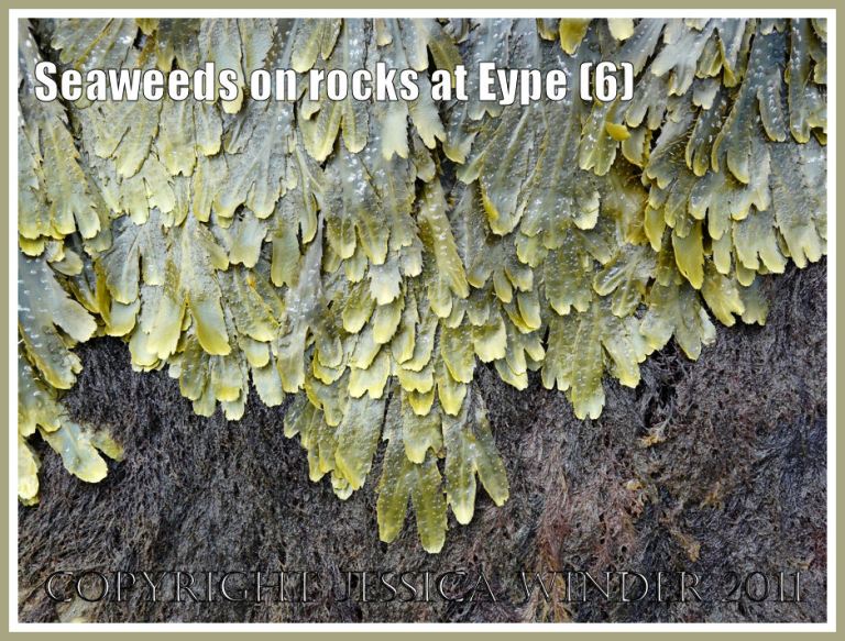 Common British seaweeds: Detail of the edge of a zone of olive green Toothed Wrack over-lapping a contrasting neighbouring zone of filamentous purple-brown red algae on rocks at Eype, Dorset, UK - part of the Jurassic Coast (6)