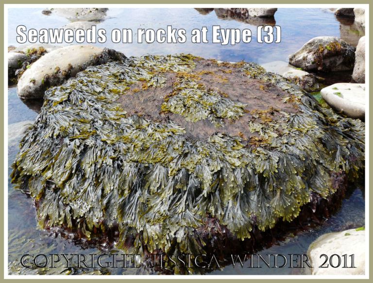 Seaweeds growing on rock: A natural arrangement of seaweeds on a circular flat stone at the waters' edge at Eype, Dorset, UK - part of the Jurassic Coast (3)