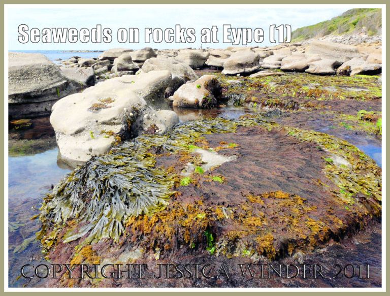 seaweeds at Eype: Abstract patterns made by different coloured seaweeds on flat rocks at Eype, Dorset, UK - part of the Jurassic Coast (1)