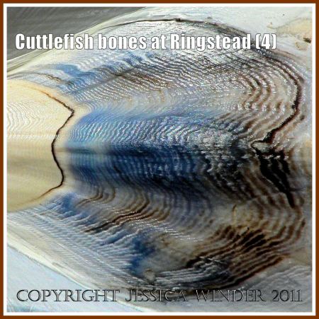 P1110807eBlog4 Close-up detail of blue-stained cuttlebone on the strandline at Ringstead Bay, Dorset, UK - part of the Jurassic Coast (4) Blue pattern on cuttlefish bone: Close-up detail of blue-stained cuttlebone on the strandline at Ringstead Bay, Dorset, UK - part of the Jurassic Coast (4)