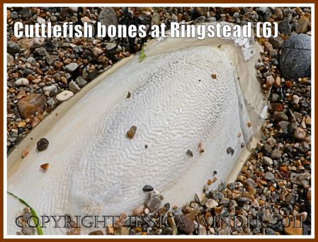 P1130149aBlog6 Cuttlebone in shingle, showing upper surface shiny, knobbly texture, at Ringstead Bay, Dorset, UK - part of Jurassic Coast (6) Cuttlebone upper surface texture: Cuttlebone in shingle, showing upper surface shiny, knobbly texture, at Ringstead Bay, Dorset, UK - part of Jurassic Coast (6)