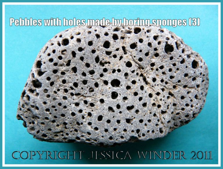 Pebble with holes: Sponge borings making a regular pattern of circular holes on a pebble (3)