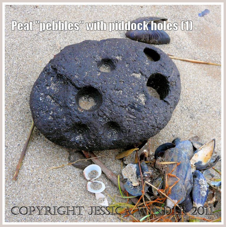 Peat 'pebble' with bore holes made by piddock bivalve molluscs, on the strandline at Whiteford Sands, Gower, West Glamorgan (1)