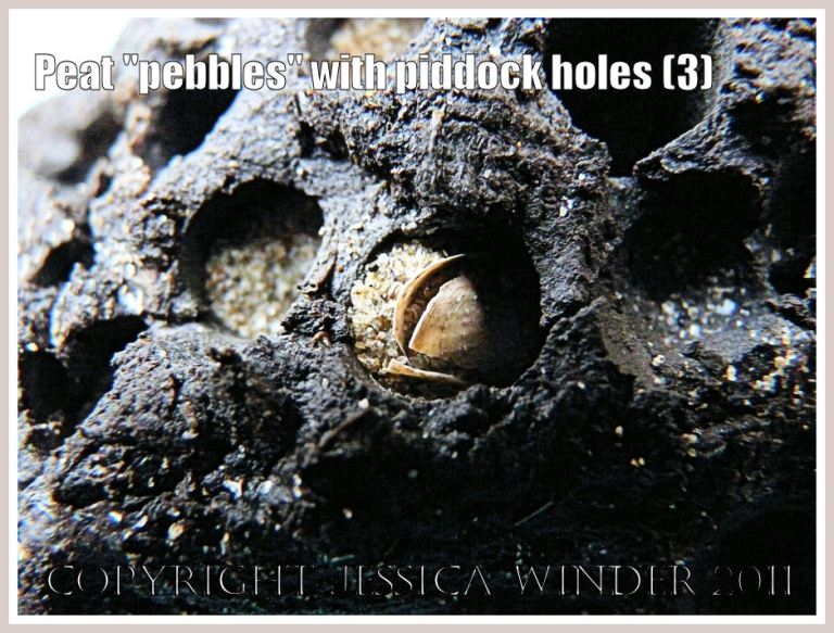 Shells of boring mollusc in peat pebble: Detail of peat block showing borings and paired piddock shells in situ, Whiteford Sands, Gower, West Glamorgan (3)