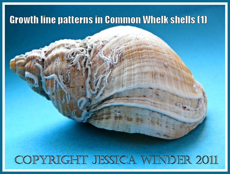 Growth lines in the Common Whelk shell: Common Whelk shell, Buccinum undatum Linnaeus, showing growth lines and attached calcareous worm tubes - Lateral view (1)