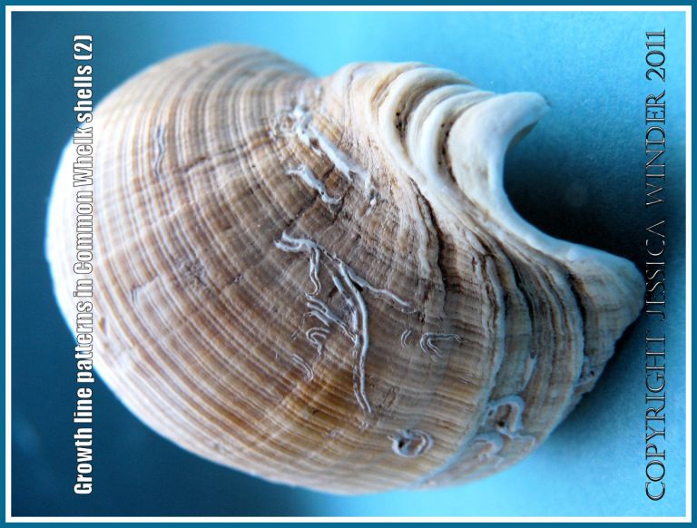 Gastropod shell growth lines: Shell of the Common Whelk (Buccinum undatum Linnaeus) showing growth lines - End-on view (2)