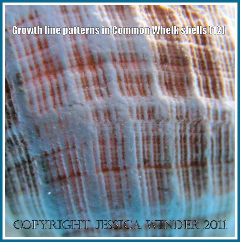 Macro photograph texture of worn whelk shell: Detail of the pattern and texture on a worn Common Whelk shell (Buccinum undatum L.) (12)