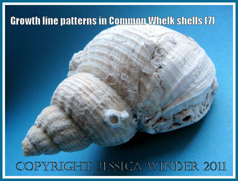 Common Whelk shell: The shell of a Common Whelk shell (Buccinum undatum Linnaeus) showing the apex, spire, and body whorl with natural ornamentation of ribs, striations, and growth lines (7)