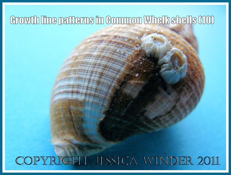 Gastropod periostracum remants on young whelk shell: Growth line patterns on a Common Whelk shell (Buccinum undatum Linnaeus) still partially covered with the thin brown horny periostracum (10)