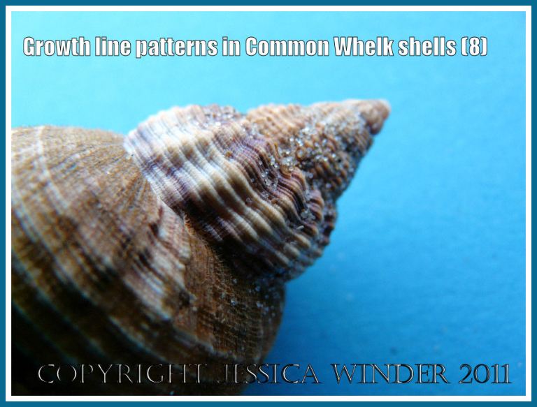 Close-up image of the spire texture in a young common whelk shell: The spire of a Common Whelk shell (Buccinum undatum Linnaeus) showing the coarse thick ribs, fine ridges and grooves, and growth lines freshly revealed from beneath the brown papery periostracum layer (8)