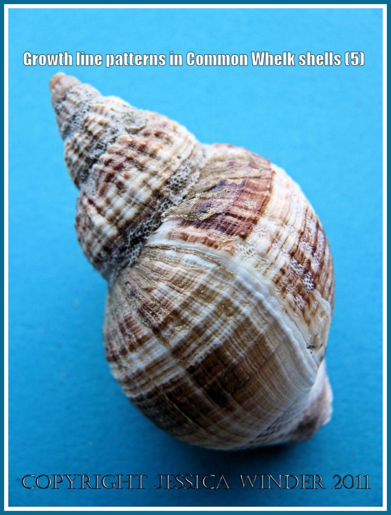 Colour banding and growth lines in common whelk shell: Shell of a Common Whelk (Buccinum undatum Linnaeus) showing growth lines, striations, ribs, and natural colour banding (5)