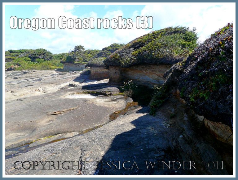 The top of the beach near Yachats on the Oregon Coast in the U.S.A. showing eroding soft sedimentary rock beneath the shore-side vegetation, and above the hard smooth bedrock of the beach (3)