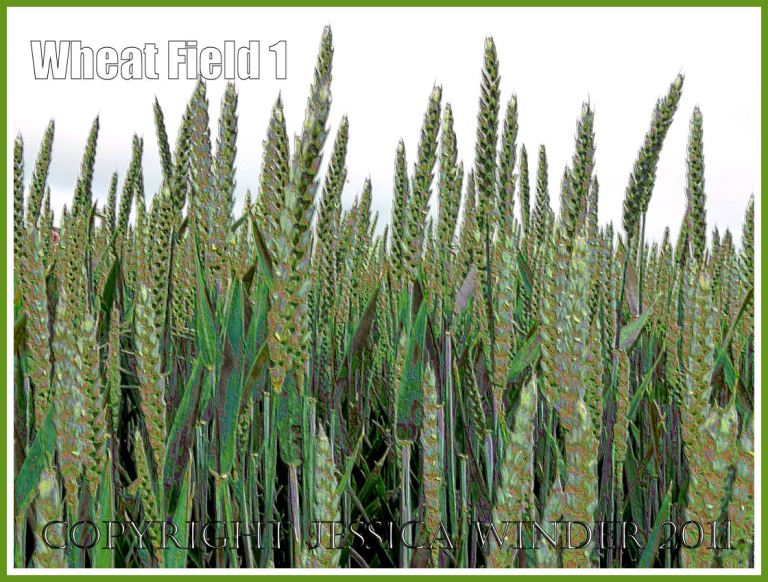 Wheat Field1 - Wheat growing in an English field in May - a digitally modified photograph.