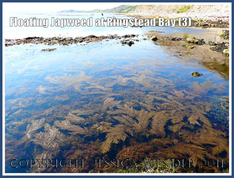 Japweed at Ringstead Bay: Fern-like fronds of Japweed (a seaweed species accidentally  introduced to Britain) floating at the surface in calm shallow water near the rocky shore at Ringstead Bay, Dorset, UK - part of the Jurassic Coast - on a hot summer's day (3)