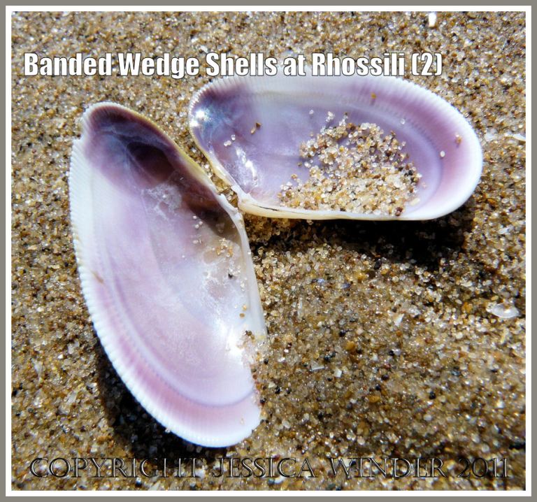 Banded Wedge Shells: Inner surface of paired valves of Banded Wedge Shell on the sand of Rhossili beach, Gower, South Wales.
