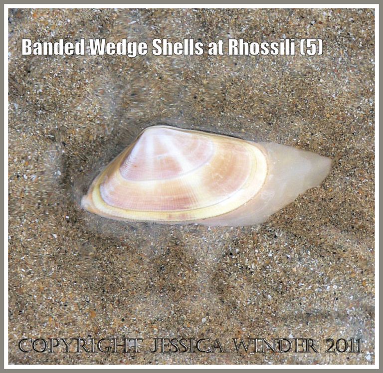 Live Banded Wedge Shell on sand: A living Banded Wedge Shell, Donax vittatus (da Costa), with fleshy foot and siphons partially extended, in surface water on sand at Rhossili, Gower, South Wales, U.K. (5)