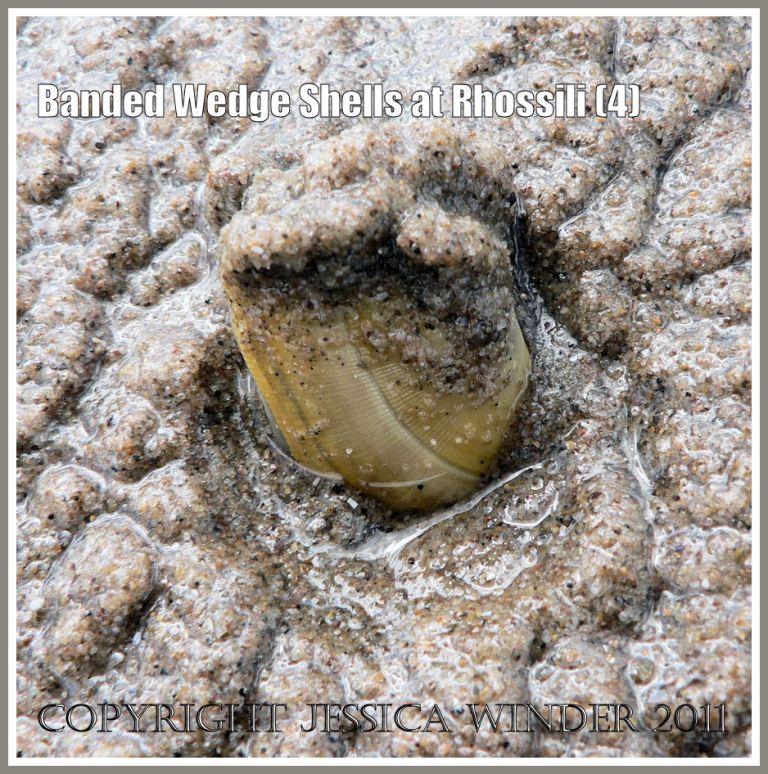 Living Banded wedge Shell: Living specimen of Banded Wedge Shell (Donax vittatus da Costa) protruding from coarse wet sand at low tide level at Rhossili, Gower, South Wales, U.K. (4)