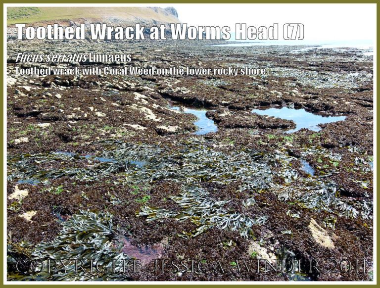 P1040970aBlog7 Toothed or Serrated Wrack, Fucus serratus Linnaeus, on the lower rocky shore with other common British seaweeds, exposed by a very low tide at Worms Head Causeway, Gower, South Wales, UK (7) Common British seaweeds of the lower rocky shore: Toothed or Serrated Wrack, Fucus serratus Linnaeus, on the lower rocky shore with other common British seaweeds, exposed by a very low tide at Worms Head Causeway, Gower, South Wales, UK (7)