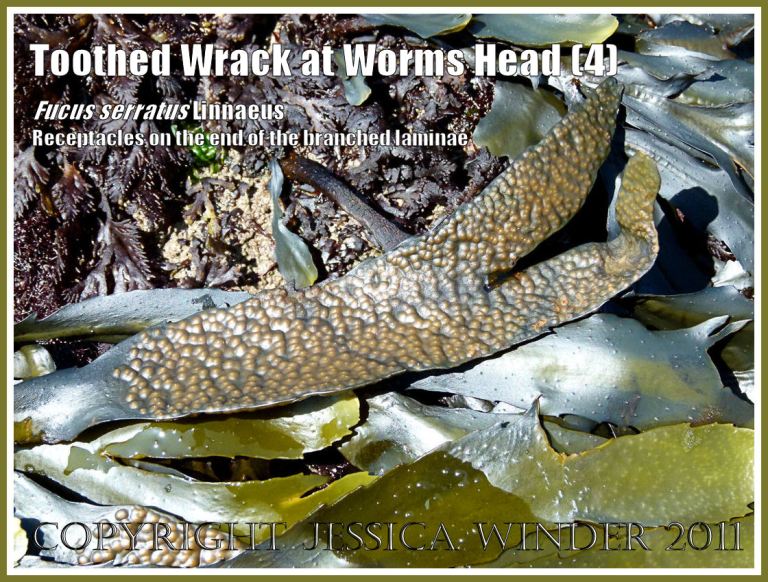 P1040972aBlog4 Toothed Wrack, Fucus serratus Linnaeus, showing branched reproductive receptacles at the end of a flat, tooth-edged lamina. Growing specimen exposed at low tide on Worms Head Causeway, Gower, South Wales, UK (4) Toothed Wrack, Fucus serratus Linnaeus, showing branched reproductive receptacles at the end of a flat, tooth-edged lamina. Growing specimen exposed at low tide on Worms Head Causeway, Gower, South Wales, UK (4)