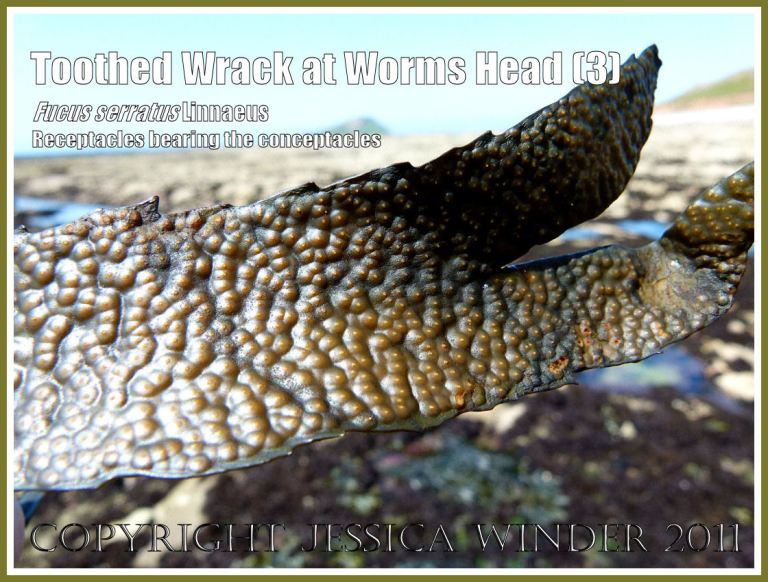 P1040974aBlog3 Toothed Wrack, Fucus serratus Linnaeus, showing the branched receptacles bearing the conceptacles at the end of the lamina, blade or frond of the alga. Specimen photographed on Worms Head Causeway, Gower, South Wales. UK (3) Toothed Wrack, Fucus serratus Linnaeus, showing the branched receptacles bearing the conceptacles at the end of the lamina, blade or frond of the alga. Specimen photographed on Worms Head Causeway, Gower, South Wales. UK (3)
